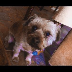 Meet your Posher, Nikki